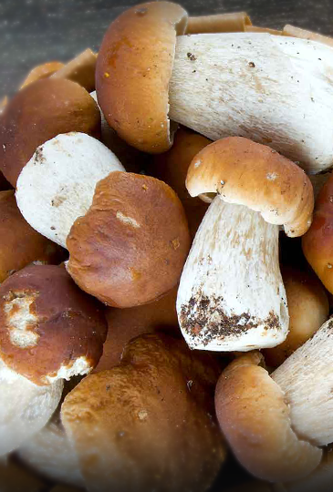 Сезон белых грибов